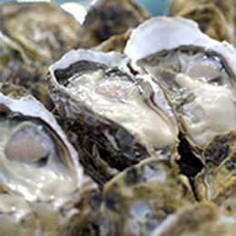 ふるさと納税生牡蠣